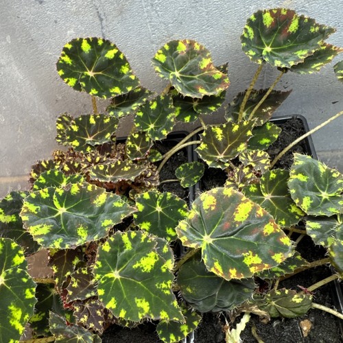Begonia tiger paw - begonia, paw’