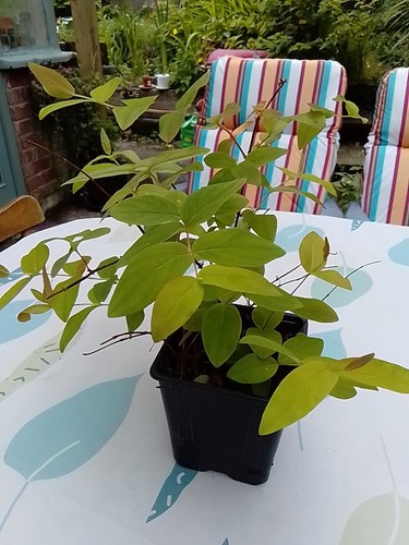John wort plant - plant,