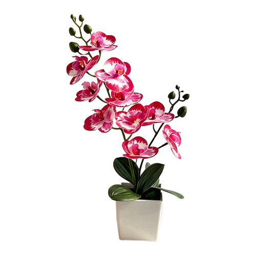 Phalaenopsis orchid replica - phalaenopsis,