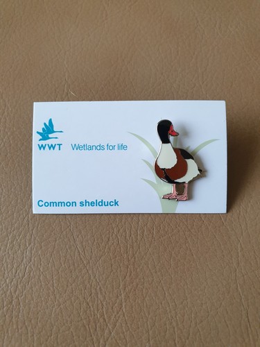 Wwt common shelduck - common, pin