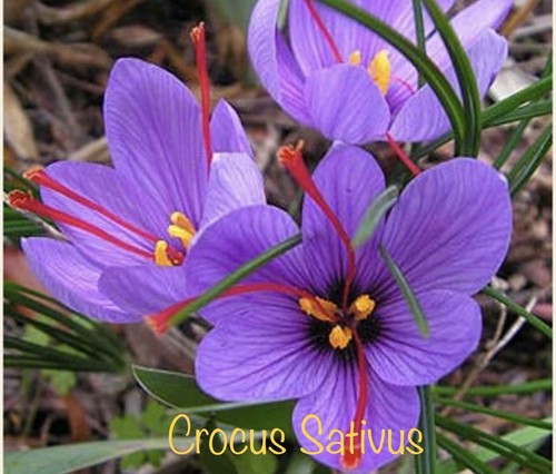 Crocus sativus saffron - (,