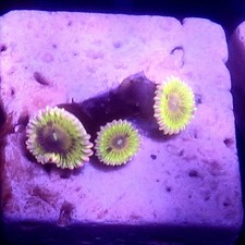 WYSIWYG 3 Polyps Pink Chiquita