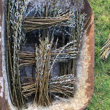 30x 30cm Willow tree cuttings