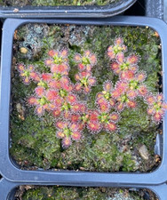 Drosera roseana - Pygmy Sundew