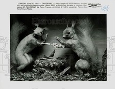 1991 Press Photo Red Squirrels