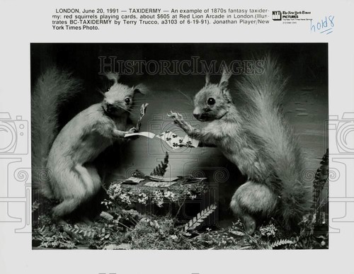 1991 press photo red squirrels - photo,
