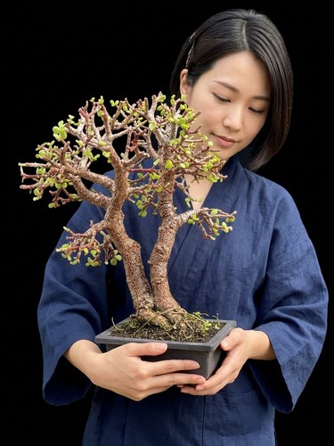 Portulacaria afra cork - portulacaria, ‘cork
