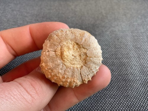 Fossil sea urchin hemicideris - sea,