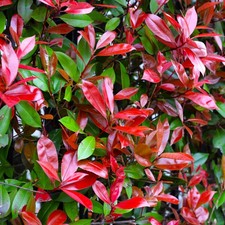Photinia red robin bushy - red,