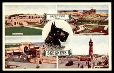 Postcard Scottish Terrier