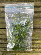 Ivy leaf duckweed floating plant Nano Aquarium Shrimp Snail Tropical Fish Safe