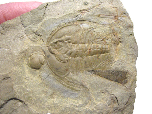 Cambrian pioche shale - cambrian,