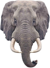 Ltd Elephant with Tusks Single