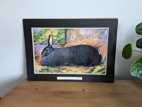 Flemish giant rabbit print - flemish,