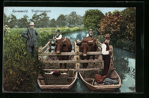 Livestock transport - , in