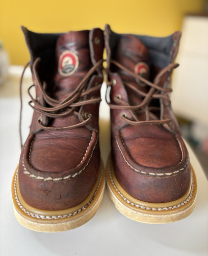 Irish setter men - setter, brown