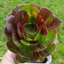 Aeonium Pulidonis rooted
