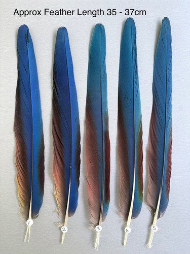 Parrot macaw feather crafts - macaw,