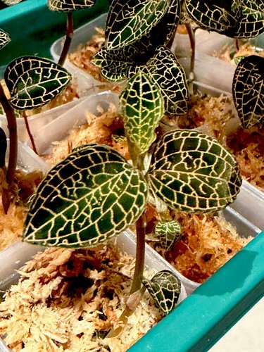 Anoectochilus roxburghii - anoectochilus,