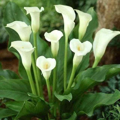 Aethiopica - 1,