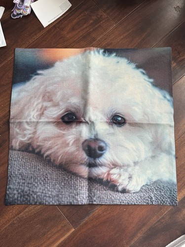 Bichon frise dog - bichon, 2d