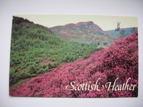 Scottish heather postcard - heather,