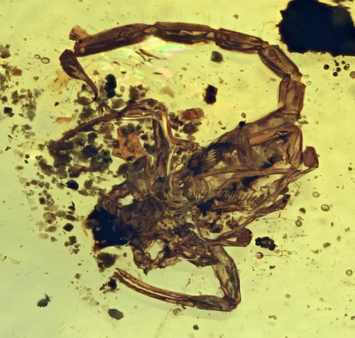 Rare complete scorpion fossil - complete,