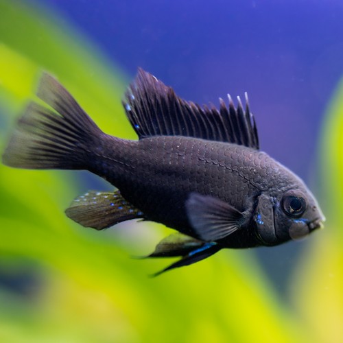 Breeding pair german black - breeding,