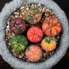 Astrophytum Asterias