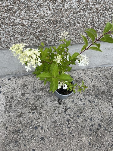 Hydrangea sky fall - hydrangea,