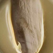 PURE LANOLIN - New Zealand, 2