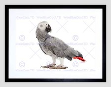 PHOTO NATURE ANIMAL BIRD AFRICAN GREY PARROT COOL BEAK FEATHERS PRINT B12X8612