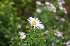 Aster - Symphyotrichum Lucky dip cultivar. hardy flowering perennial in 1l pot