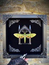 Framed Green Verdant Hawkmoth