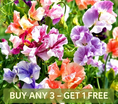 Sweet pea ripple mix - pea, 15