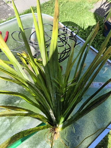 Floating pond plants water - pond,
