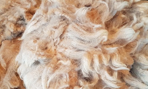 Alpaca wool fleece - alpaca, fibre
