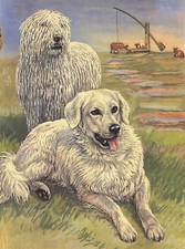 KOMONDOR AND MAREMMA SHEEPDOGS LOVELY DOG ART GREETINGS NOTE CARD