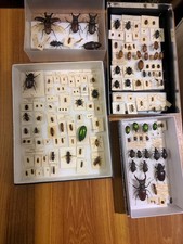 Collection Of Coleoptera, Beetles