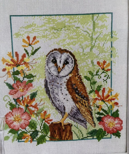 Animal birds wildlife owl - wildlife,