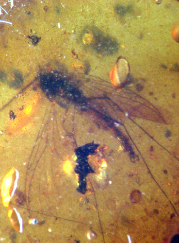 Cretaceous amber fossil - cretaceous, w/