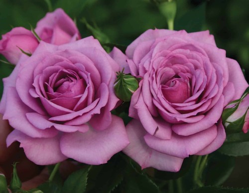 Lavender veranda shrub rose - lavender,