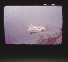 35mm Slide Vintage People Woman Swimming Wearing Cap