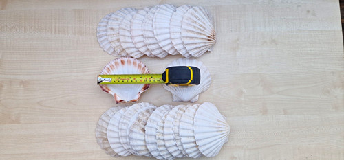 Pack natural scallop - pack,