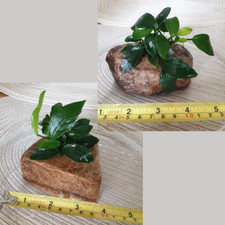 Anubias Mini on 10cm Rock / Stone – Live Aquarium Plant