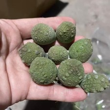 2.5~3cm Pseudolithos