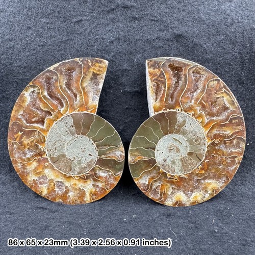 Polished cretaceous ammonite
