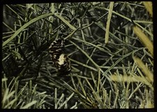 ANTIQUE HAND COLOURED Magic Lantern Slide GARDEN SPIDER C1890 VICTORIAN PHOTO 