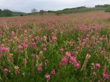 SAINFOIN SILAGE, HAY