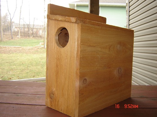 Cedar squirrel nesting - squirrel,